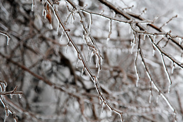 Tree branches covered by ice. Freezing rain.