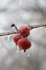 Branch of a tree with red apples covered by ice. Freezing rain.