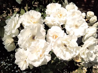 Flores do campo multicoloridas Italianas.