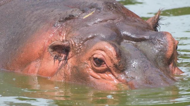 hippopotamus in water closeup shot in national park group animals wildlife