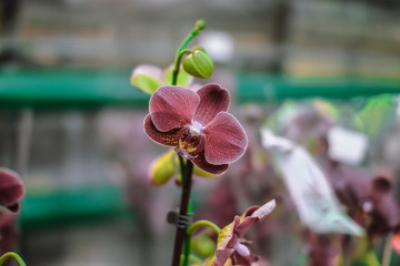  beautiful exotic orchid flowers phalaenopsis, cymbidium 