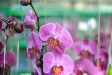  beautiful exotic orchid flowers phalaenopsis, cymbidium 