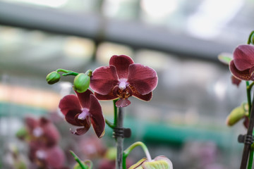  beautiful exotic orchid flowers phalaenopsis, cymbidium 
