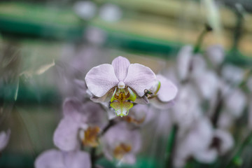  beautiful exotic orchid flowers phalaenopsis, cymbidium 