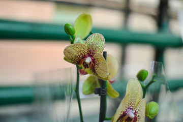  beautiful exotic orchid flowers phalaenopsis, cymbidium 