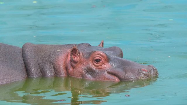 hippopotamus in water closeup shot in national park group animals wildlife