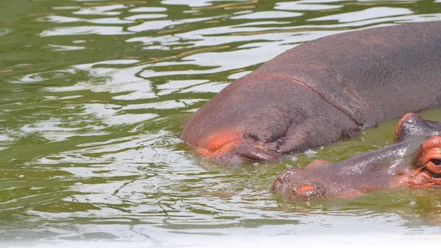 hippopotamus in water closeup shot in national park group animals wildlife