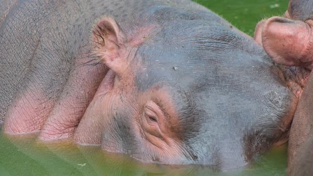 hippopotamus in water closeup shot in national park group animals wildlife