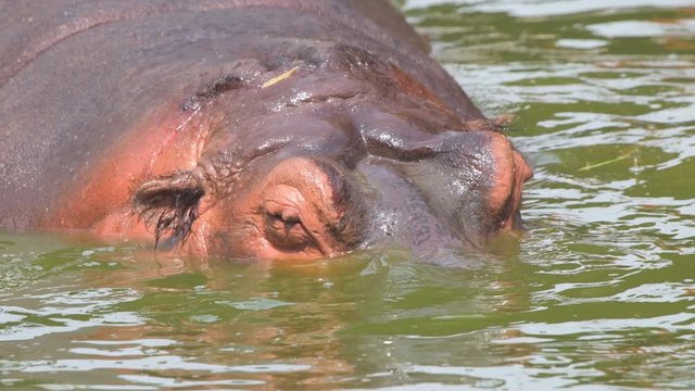 hippopotamus in water closeup shot in national park group animals wildlife