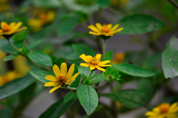 Melampodium yellow ornamental plants that are in bloom