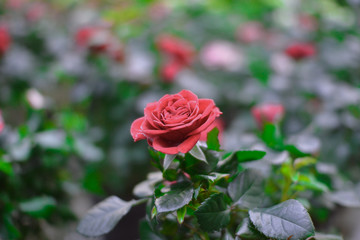 Beautiful pink climbing roses in spring in the garden