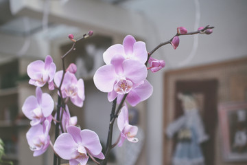  beautiful exotic orchid flowers phalaenopsis, cymbidium 