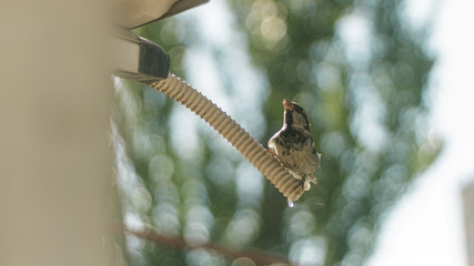 Sparrow drinks water from an air conditioner tube. City life of birds. Very hot and stuffy day. Condensate from the outdoor unit of the split system.