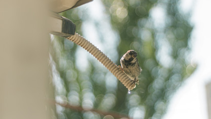 Sparrow drinks water from an air conditioner tube. City life of birds. Very hot and stuffy day. Condensate from the outdoor unit of the split system.