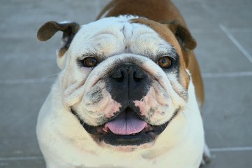 english bulldog