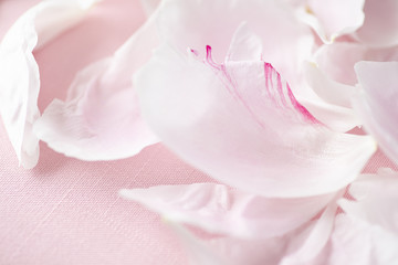 Pink Petals background Peony flowers