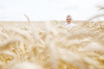 Happy child in summer wheat field. Cute blond curly boy standing alone in a field among wheat
