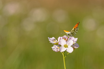 Aurorafalter (Anthocharis cardamines)