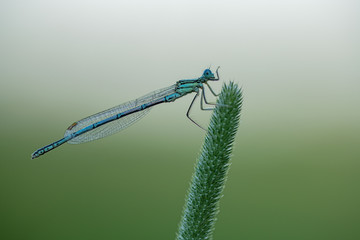 Blaue Federlibelle (Platycnemis pennipes) 