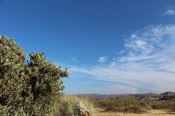 Obraz premium A medium sized shrub casually named Jojoba, with a phytogenic class of Simmondsia Chinensis, is a common component of indigenous Southern Mojave Desert plant communities in Joshua Tree National Park.