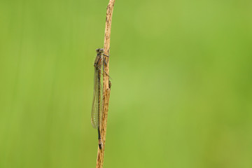 Große Pechlibelle (Ischnura elegans) (10).jpg