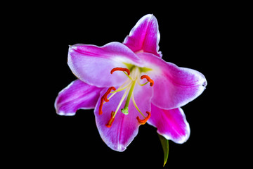 pink lily flower and green leaf isolated on a black background.