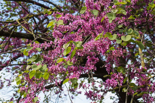 Beautiful pink blossom Judas tree in a sunny day.