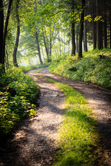 lovely forest path in early morning sunshine (shallow DOF; color toned image)