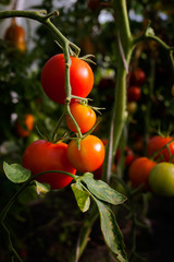 Beautiful ripe red and orange color heirloom cherry tomatoes on a branch grown in a greenhouse ready for picking.Close-up.Eco,farming,gardening,agriculture,summer harvest concept.Healthy veggies