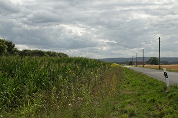 country road along a cornfield