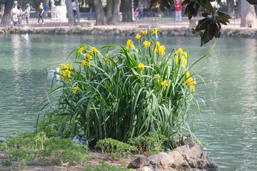 Blooming yellow flowers at the lake in the Villa Borghese Gardens, Rome, Italy.
