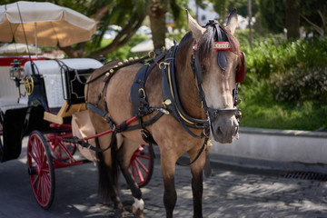 Naklejka na ściany i meble Andalusian carriage with horse