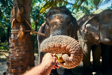 Man feeding an Asian elephant bananas at an animal sancturay