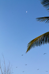 Pássaros no céu azul com lua