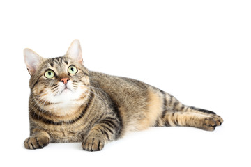 Fototapeta premium Beautiful cat lying on white background