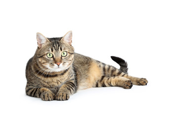 Beautiful cat lying on white background
