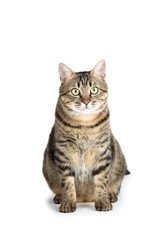 Beautiful cat sitting on white background