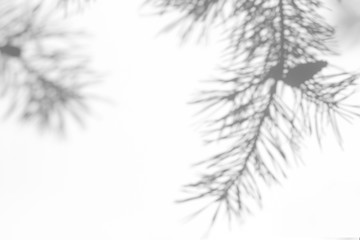 Gray shadow of natural pine tree brunch on a white wall. Abstract neutral nature concept blurred background. Space for text. Overlay effect for photo, mock-ups, posters, stationary, wall art, design