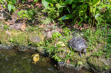 animals at Taiping Zoo in Malaysia