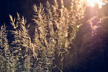 Obraz premium Beautiful dark scenery with grass in the forest illuminated by the last rays of sunlight of the day