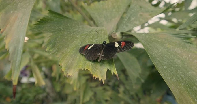 Longwing Butterfly, Doris Longwing sitting on a leaf in Butterfly House, Vienna, Austria