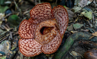 Reflesia in full bloom at the royal Belum Forest in Malaysia