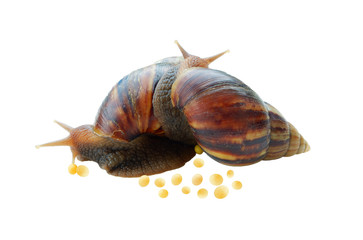Snail isolated on white background,nature,garden,image