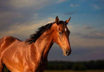 Portrait of bay horse on the sky background 