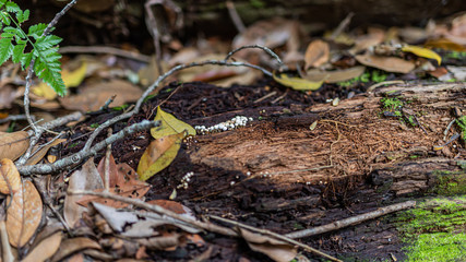 tiny mushroom at tropical rainforest