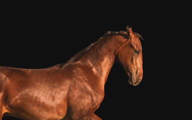 Portrait of horse isolated on black background