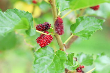 Mulberry fruit group hanging on the trunk with blurred background. 