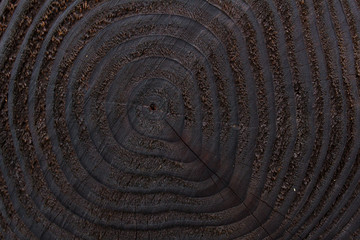 macro texture circle age life tree cut rings of brown wooden texture