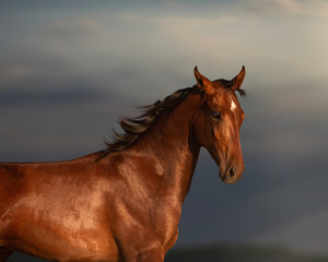 portrait of a bay akhal-take horse on sky background