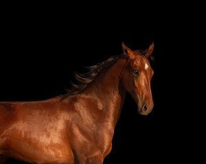 horse isolated on black background